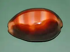 Cypraea ventriculus.