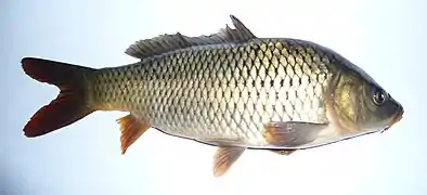 La Carpe commune (Cyprinus carpio).