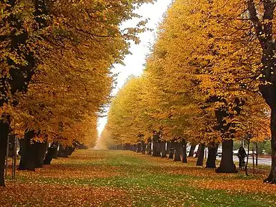 L'allée Wallenstein longue de 1,7&nbsp;km.
