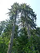 Très grands Épicéas âgés d'environ 190 ans, Vosges, France.