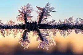 Givre sur un fil de fer barbelé, toujours vers Dülmen. Février 2021.