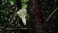 Fleur de Raputia aromatica.