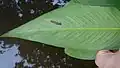Feuilles de Spathiphyllum humboldtii (prédatées par les poissons)