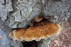 Inonotus cuticularis