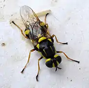 Clitellariinae : Oxycera rara