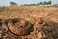 Daboia siamensis dans son habitat naturel, en Thaïlande