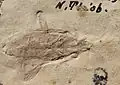 Daclera naturalis, Alydinae fossile du  Chattien (-28 à -23 millions d'années) trouvé dans les Bouches-du-Rhône (France).