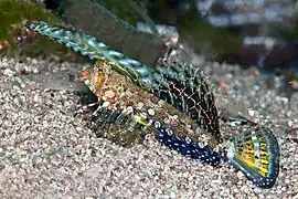 Dactylopus kuiteri