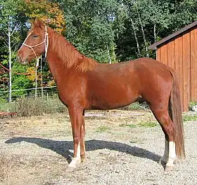 Mountain Pleasure Horse de robe alezane