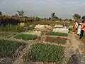 Jardin communautaire des femmes