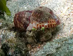 Le bernard-l'hermite à anémones (Dardanus deformis) cultive des anémones toxiques sur sa coquille pour décourager les prédateurs.