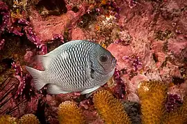 Dascyllus strasburgi