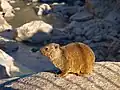 Un hyrax se réchauffant au soleil du matin
