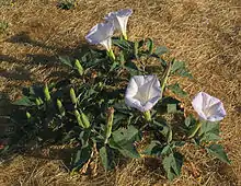 Datura wrightii.