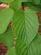 Feuilles