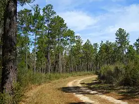 Image illustrative de l’article Forêt nationale de De Soto
