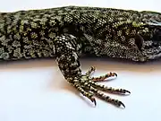 Patte antérieure droite en position de marche.