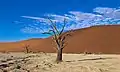 Autre arbre autre dune dans le Dead Vlei. Mai 2019.