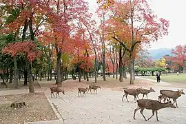 Cerfs errants dans le parc de Nara, en automne