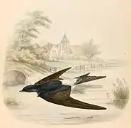 Hirondelle de fenêtre (D. urbicum urbicum)