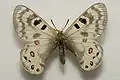 Parnassius delphius maximinus