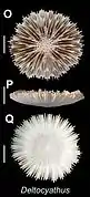 Deltocyathus sp. (Deltocyathidae).