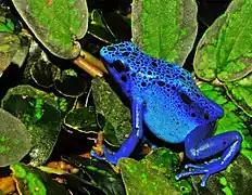 Dendrobates tinctorius "Azureus"