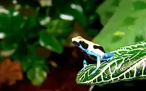 Dendrobates tinctorius (mâle) sur une feuille de Fittonia albivenis