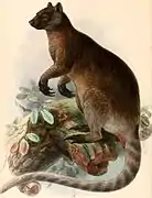 Dendrolagus inustus