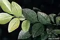 Piqûres de nourrissage sur feuilles de troène (Ligustrum spp.) dues au thrips des arbustes d'ornement (Dendrothrips ornatus).