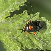 Deraeocoris ribauti