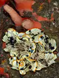 Dermatobranchus gonatophorus