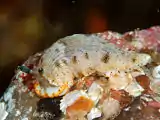 Dermatobranchus semistriatus
