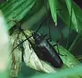 Derobrachus longicornis (Bates, 1872)