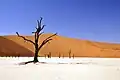 Dead Vlei.