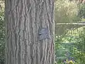 Détail du tronc du vieux ginkgo du jardin des plantes de Montpellier.