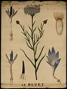 Le bleuet.