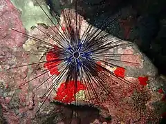 Diadema africanum