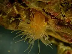 Diadumene cincta, une Diadumenidae