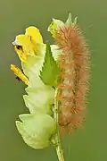 Chenille.