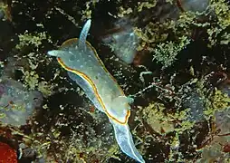 Diaphorodoris luteocincta, un Calycidorididae