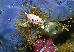 Diaphorodoris papillata