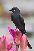 Individu vu à Bueng Boraphet, Thaïlande