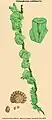 Didymoglossum cordifolium