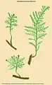 Didymoglossum melanopus