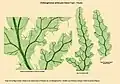Frondes