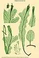 Didymoglossum mosenii