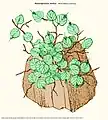 Didymoglossum motleyi