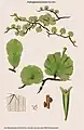Didymoglossum punctatum