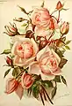 Illustration d'Adeline Herbst parue en 1898 dans Die Gartenwelt, rose 'Principessa di Napoli' (rose thé de Paul Braüer).
